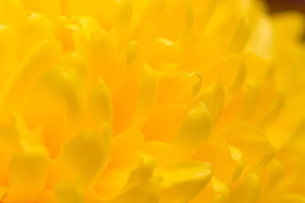 Flor de crisântemo amarelo como fundo. fechar — Fotografia de Stock