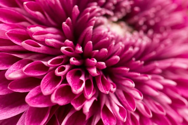 Rote Blumen Chrysanthemen als Hintergrund. schließen — Stockfoto