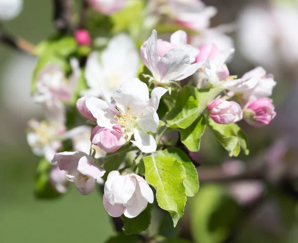Bellissimi fiori sul melo in natura — Foto Stock