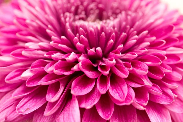 Rote Blumen Chrysanthemen als Hintergrund. schließen — Stockfoto