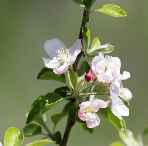 Schöne Blumen auf dem Apfelbaum in der Natur — Stockfoto