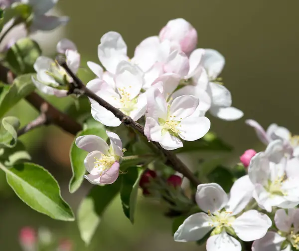 Bellissimi fiori sul melo in natura — Foto Stock