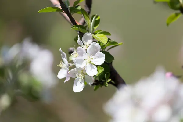 自然界中苹果树上美丽的花朵 — 图库照片