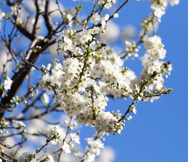 Białe kwiaty na drzewie w przyrodzie — Zdjęcie stockowe