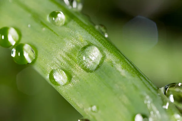 Gotas de agua en el brote verde fresco. Super Macro —  Fotos de Stock