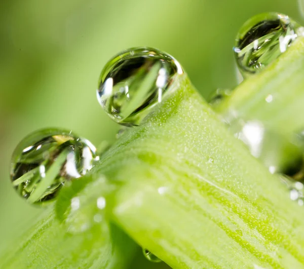 Waterdruppels op de verse groene scheut. Super Macro — Stockfoto