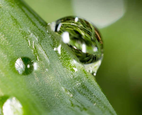 Waterdruppels op de verse groene scheut. Super Macro — Stockfoto