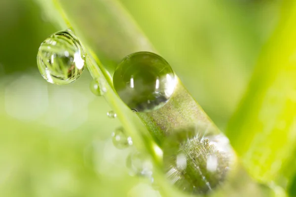 Water drops on the fresh green shoot. Super Macro — Stock Photo, Image