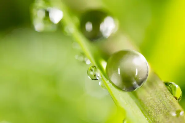 Waterdruppels op de verse groene scheut. Super Macro — Stockfoto