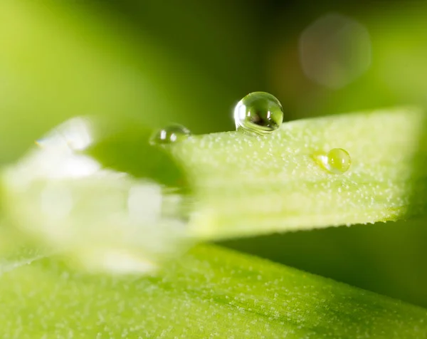 Taze yeşil filizlere su damlıyor. Süper Makro — Stok fotoğraf