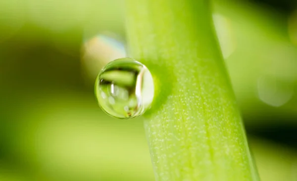 Wasser tropft auf den frischen grünen Trieb. Supermakro — Stockfoto