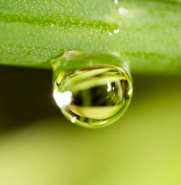 Taze yeşil filizlere su damlıyor. Süper Makro — Stok fotoğraf