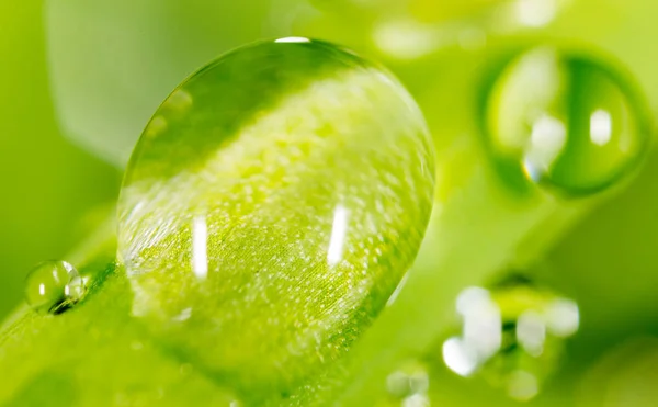 Water drops on the fresh green shoot. Super Macro — Stock Photo, Image