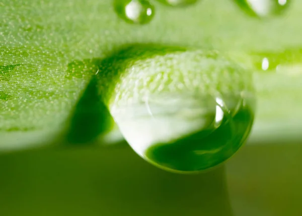 Waterdruppels op de verse groene scheut. Super Macro — Stockfoto