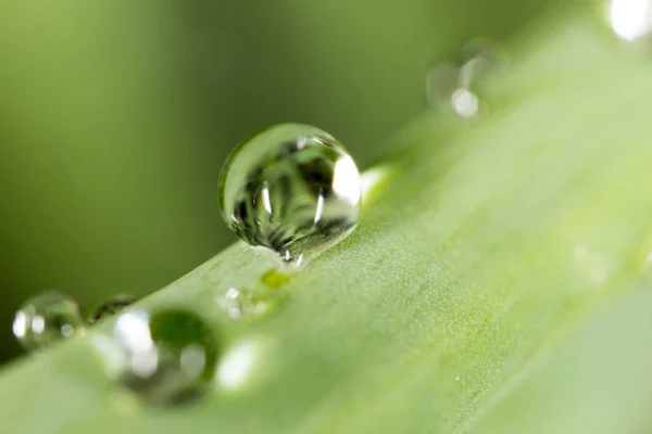 Waterdruppels op de verse groene scheut. Super Macro — Stockfoto