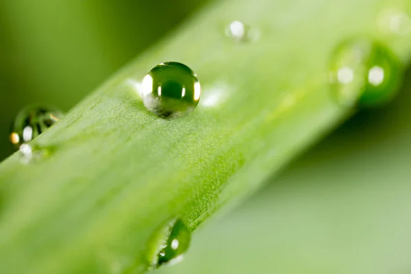 Gotas de água no tiro verde fresco. Super Macro — Fotografia de Stock