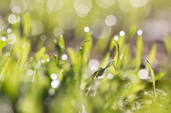 Droppar dagg på det gröna gräset. makro — Stockfoto