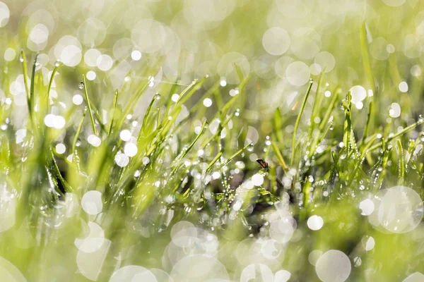 Krople rosy na zielonej trawie. makro — Zdjęcie stockowe