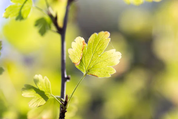 Las hojas de la planta en la naturaleza — Foto de Stock