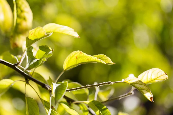 The leaves of the plant in nature — Stock Photo, Image