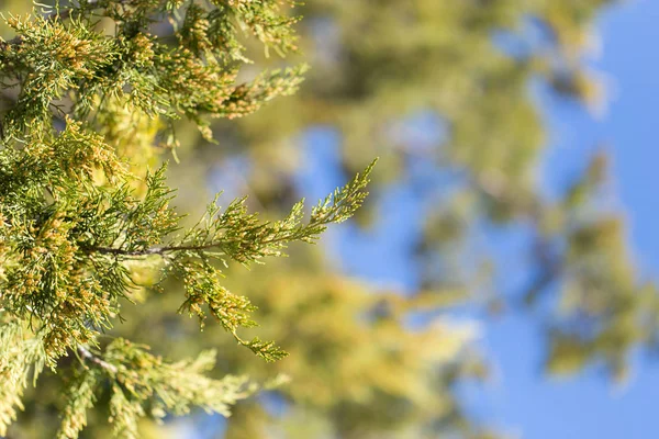 Thuja orientalis borovice — Stock fotografie