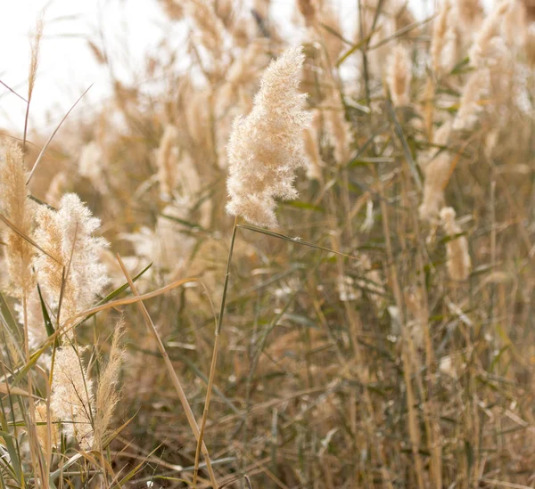 Yellow reeds in nature in autumn — Stock Photo, Image