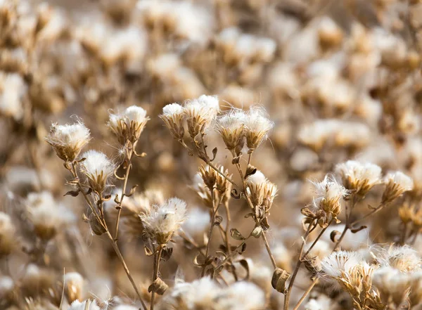 Pelusa en la planta al aire libre en otoño —  Fotos de Stock