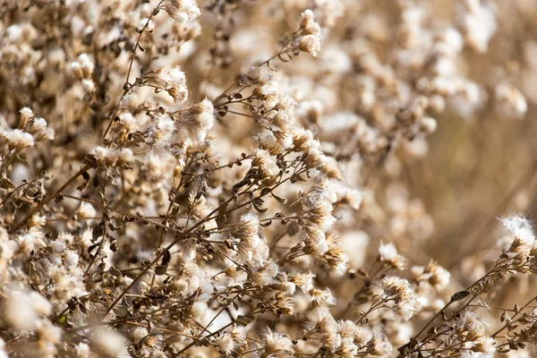 Pelusa en la planta al aire libre en otoño —  Fotos de Stock