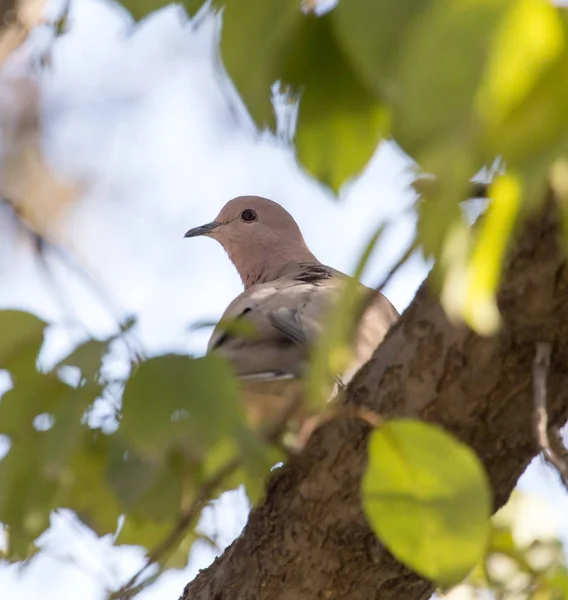 Pták holubice příroda — Stock fotografie