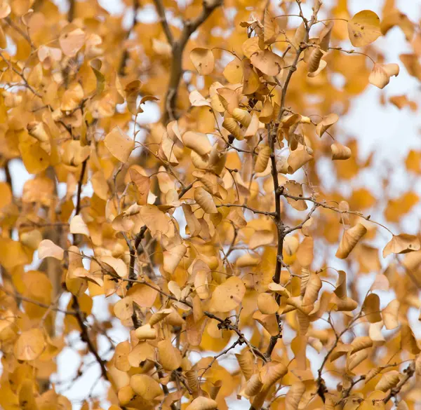 Żółte liście na jesiennych drzewach w tle — Zdjęcie stockowe