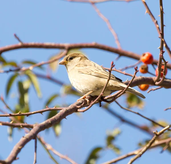 Gorrión en la naturaleza —  Fotos de Stock