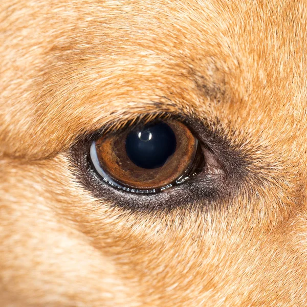 Eye dog. close-up — Stock Photo, Image