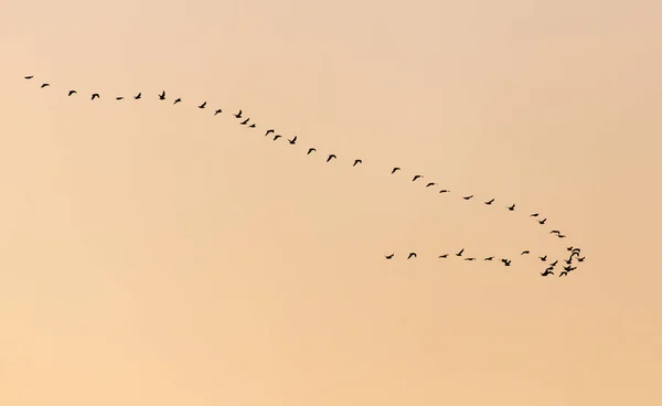 Una bandada de aves al atardecer — Foto de Stock