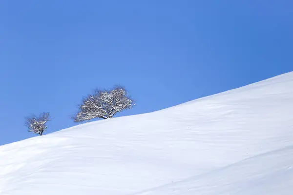 Träd i snön mot den blå himlen — Stockfoto