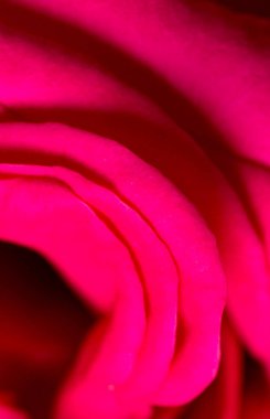 Arka plan olarak kırmızı gül yaprakları. makro