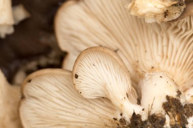 arka plan olarak Ktenoforların. Makro