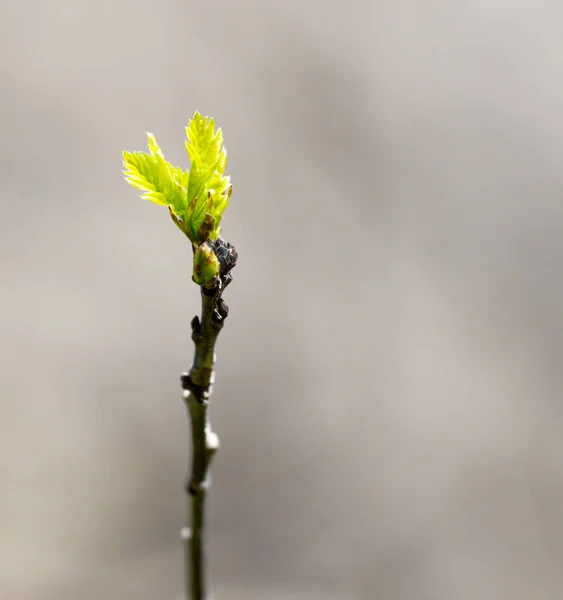 Fiatal levelek egy faágon a természetben — Stock Fotó