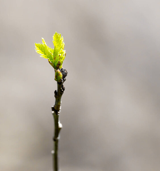 young leaves on a tree branch in nature