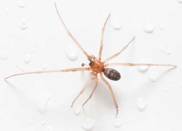 Spinne auf weißem Hintergrund mit Wassertropfen — Stockfoto