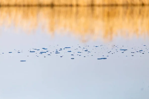 秋の夜明けに葦のある湖 — ストック写真