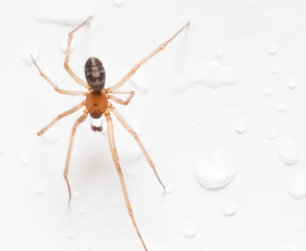 Spider on a white background with water drops — Stock Photo, Image