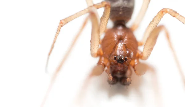 Portrait d'une araignée sur fond blanc — Photo