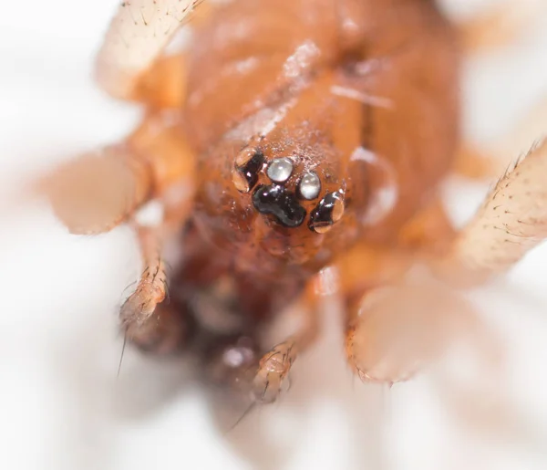 Portrait d'une araignée sur fond blanc — Photo