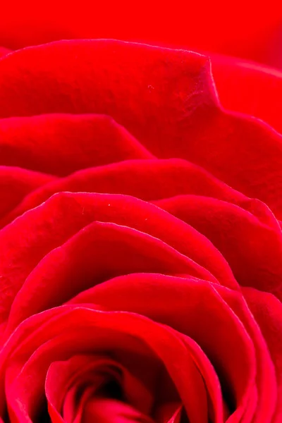 Petali di rosa rossa come sfondo. macro — Foto Stock