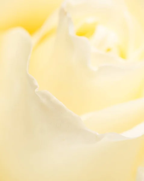 Białe płatki róży jako tło. makro — Zdjęcie stockowe
