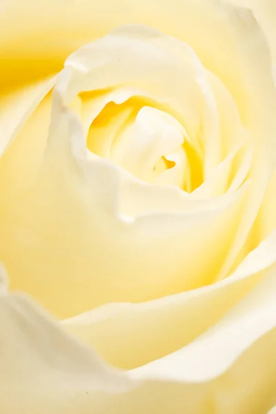 Petals white rose as a background. macro — Stock Photo, Image