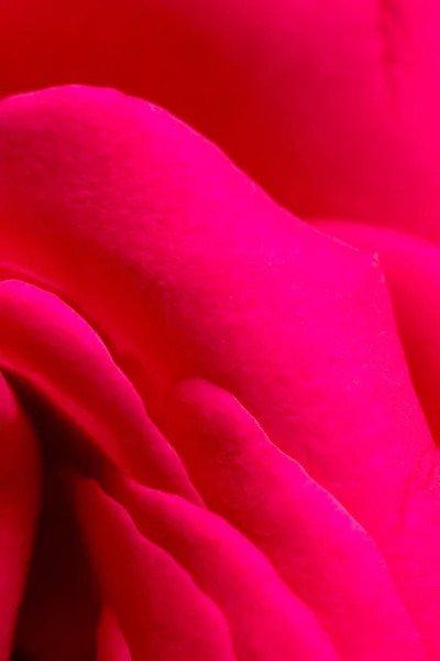 Czerwone płatki róż jako tło. makro — Zdjęcie stockowe