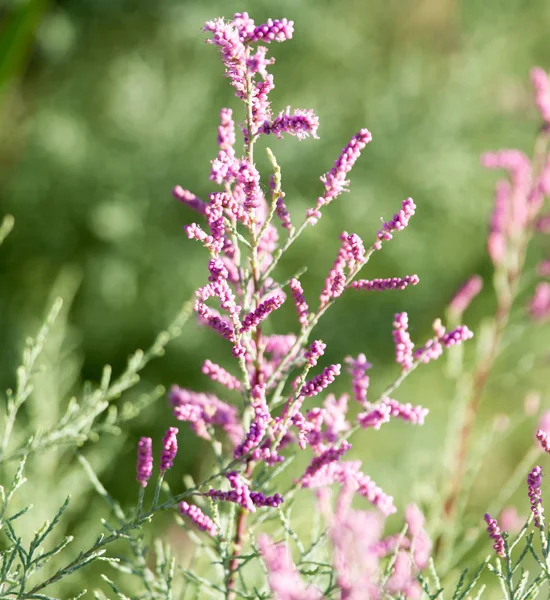 Belles petites fleurs dans la nature — Photo