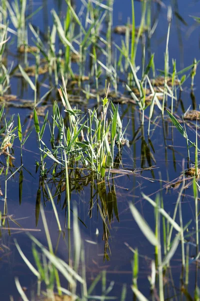 Cañas en el agua en el lago en la naturaleza —  Fotos de Stock