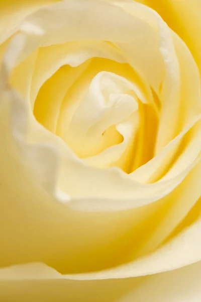Białe płatki róży jako tło. makro — Zdjęcie stockowe